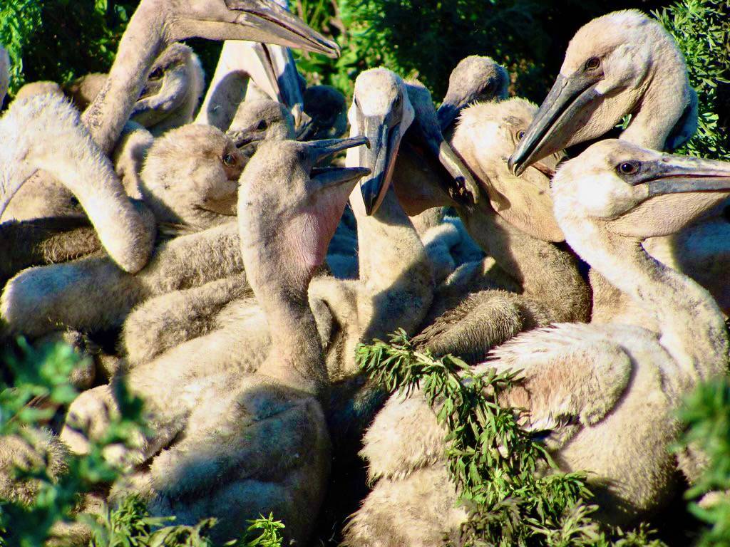 American White Pelican Creche by Char Binstock / USFWS Mountain Prairie is licensed under CC BY 2.0.